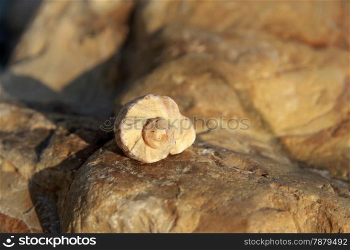 Sea shell laying on the stone near the seashore