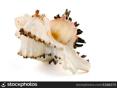 Sea shell (murex endivia) isolated on white