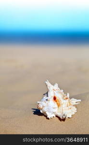 Sea shell on a sandy beach, summertime nature concept