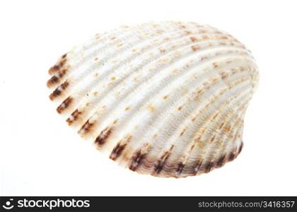 sea shell on isolated