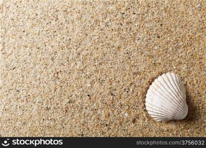 Sea shell on sand. Summer beach background with copy space. Top view. Macro shot