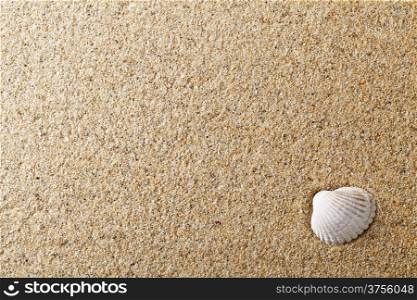 Sea shell on sand. Summer beach for background. Copy space