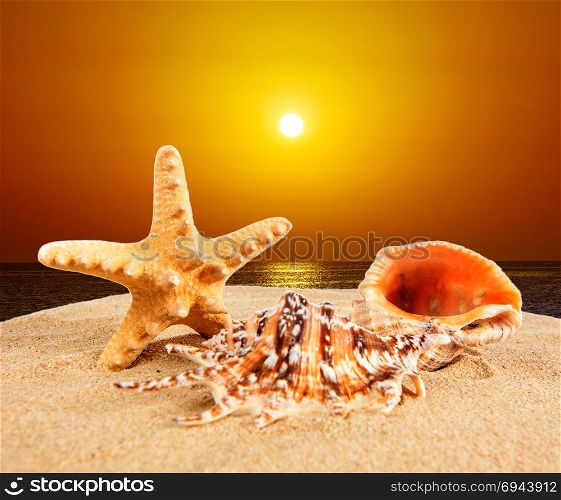 sea shell on sandy beach at sunset