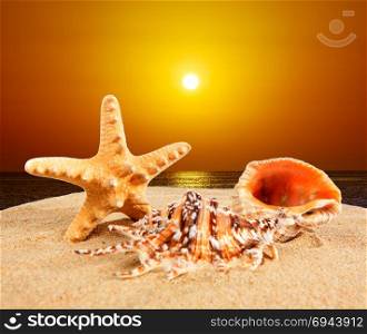sea shell on sandy beach at sunset