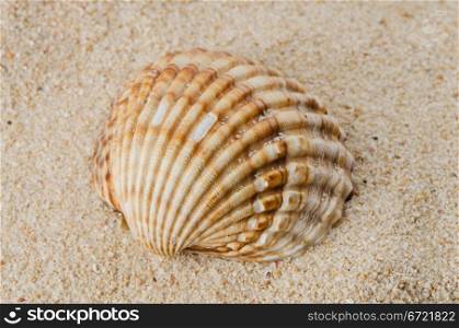 Sea shell on the shore sand background.
