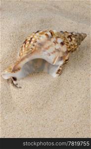Sea shell on the shore sand background.
