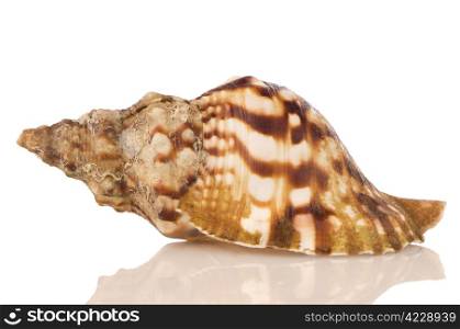 Sea shell on white reflective background.