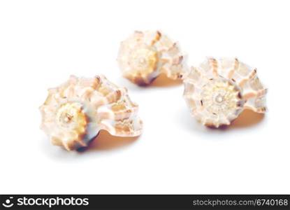 sea shell. Stillife
