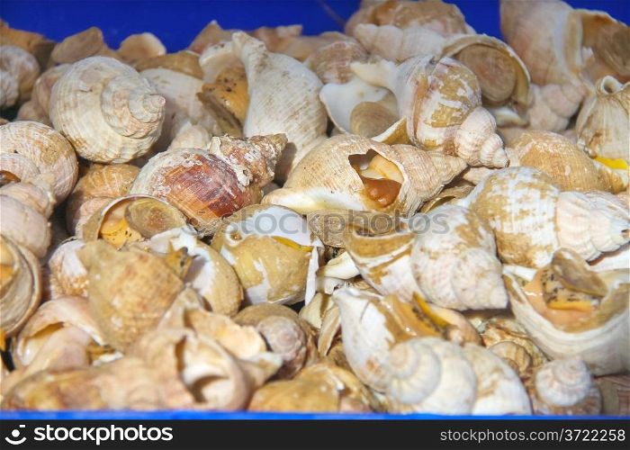 Sea shells are sold in the market