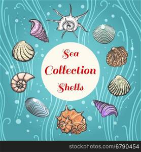 Sea shells composition with text. Sea shells hand drawn illustration. Beach aquatic vector shell composition with text