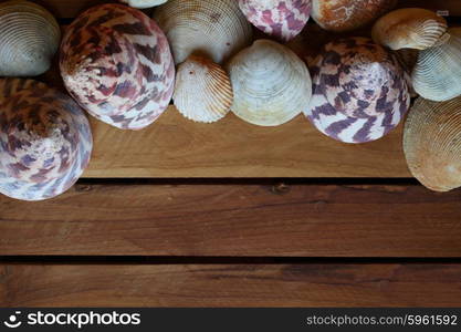 Sea shells frame on wood. Sea shells frame on vintage shabby wood