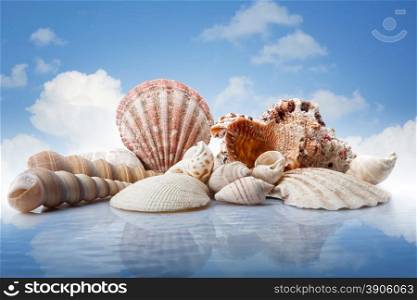 sea shells in water against blue sky