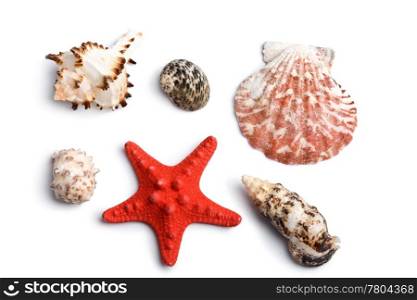 sea shells isolated