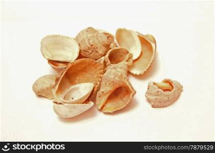 Sea Shells Isolated On The White Background