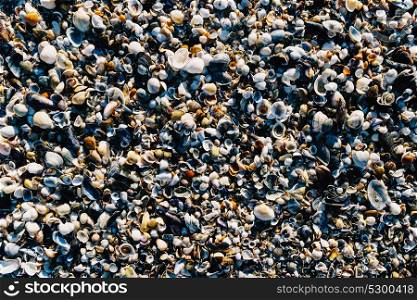 Sea Shells On Beach Sand