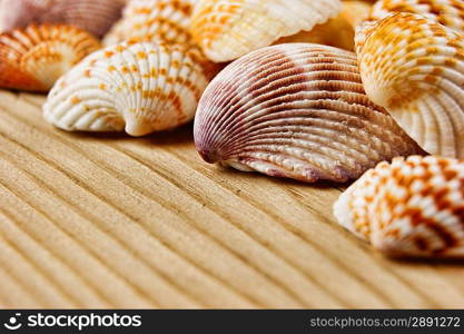 Sea shells on old wooden board