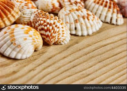 Sea shells on old wooden board