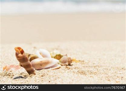 Sea shells on sand beach and blue water as summer holiday background