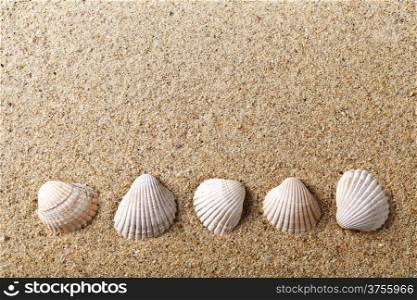 Sea shells on sand. Holiday beach background with empty room for text