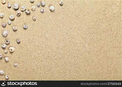 Sea shells on sandy beach background with copy space. Top view