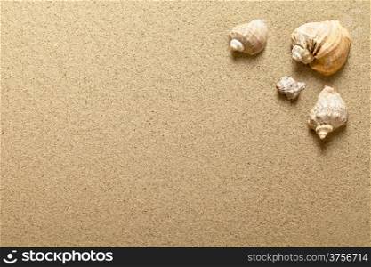 Sea shells on sandy beach. Summer background. Top view
