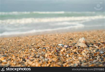 Sea shells on the beach. Summer rest. Photo of seashells on the beach with a turquoise sea in the background and free space for your decoration or text. Selective focus.