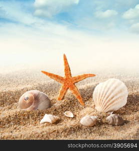 Sea shells on the sand against blue sky