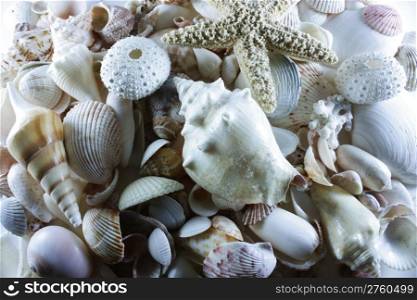 Sea shells spread out on the table