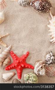 Sea shells with sand