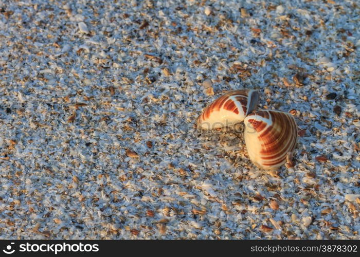 sea shells with sand as background