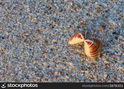 sea shells with sand as background