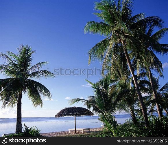 sea side with palm trees