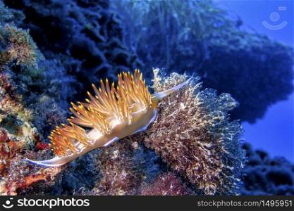 Sea Slug, Nudibranch, Slim Aesop, Facelina auriculata, Cabo Cope-Puntas del Calnegre Natural Park, Mediterranean Sea, Murcia, Spain, Europe