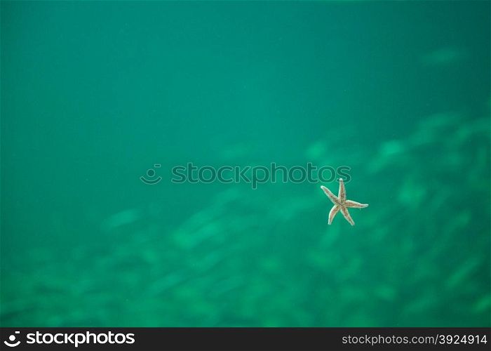 Sea star in an aquarium seen from below. Sea starseen from below in an aquarium with greenish water