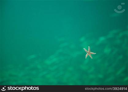 Sea star in an aquarium seen from below. Sea starseen from below in an aquarium with greenish water