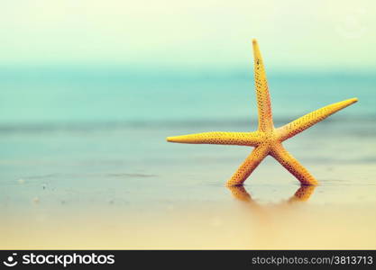 Sea star in water on sandy beach.Yellow starfish. Copy space