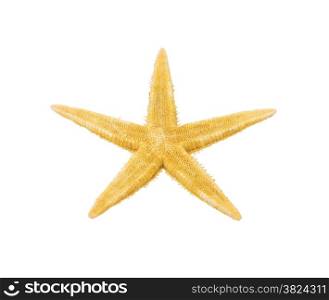 sea star isolated on white background