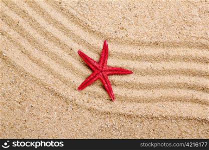 sea star on the sand of beach