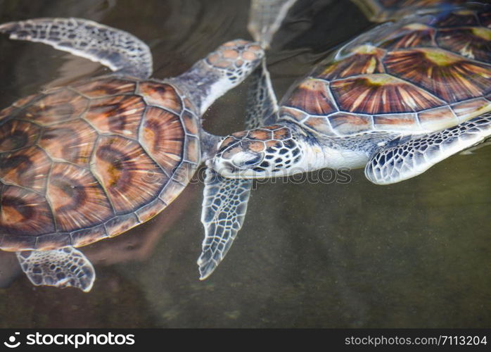 Sea turtle , green turtle swimming on water pond farm