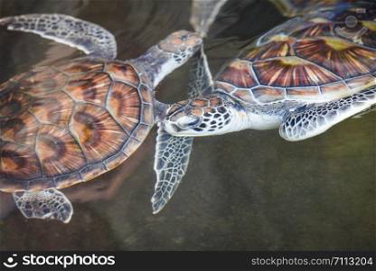 Sea turtle , green turtle swimming on water pond farm