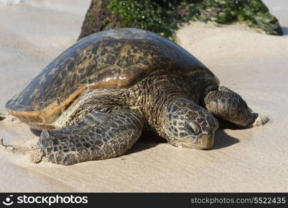 Sea turtle on the beach, Laniakea Beach, Haleiwa, North Shore, Oahu, Hawaii, USA