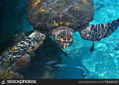 Sea Turtle surfaced water in the Caribbean Sea near Cartagena, Colombia