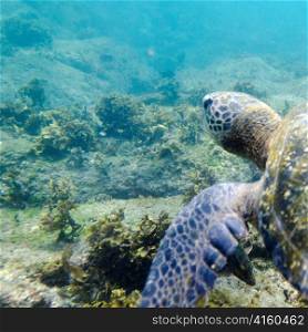 Sea turtle swimming underwater, Puerto Egas, Santiago Island, Galapagos Islands, Ecuador
