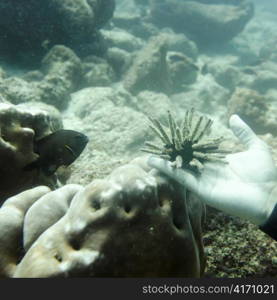 Sea Urchin on the hand of a person, Santa Cruz Island, Galapagos Islands, Ecuador