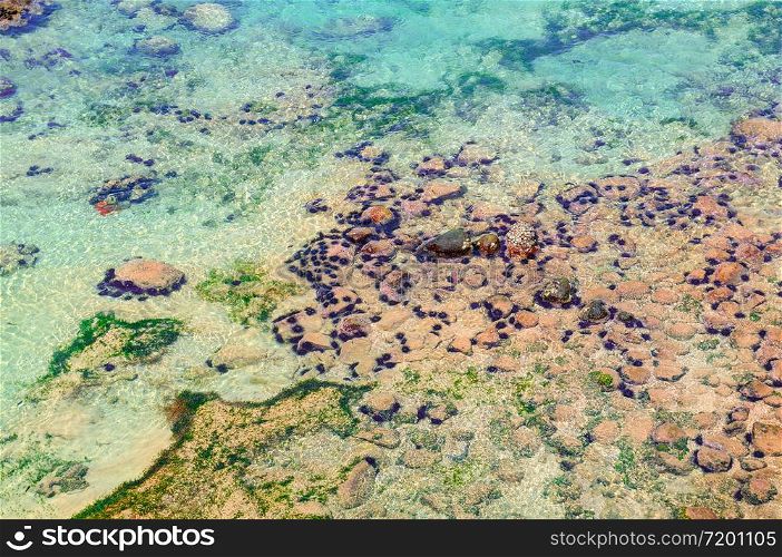 Sea urchins on the seabed. Coral reef life. Tropical sea life ecosystem. View from above.