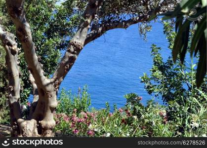 Sea view between a shrub and flowers.