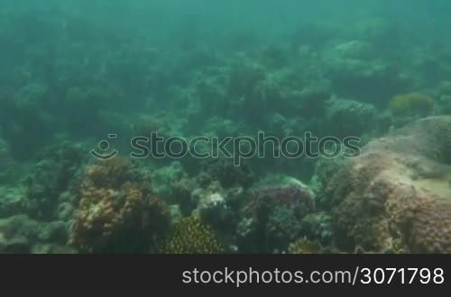 Sea world with colorful coral reef and fish swimming there. Underwater life scene