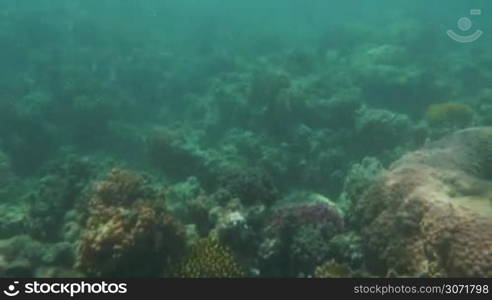 Sea world with colorful coral reef and fish swimming there. Underwater life scene