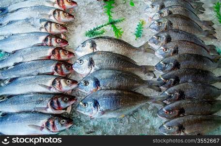Seabass and sea bream over ice raw fresh seafood fishes