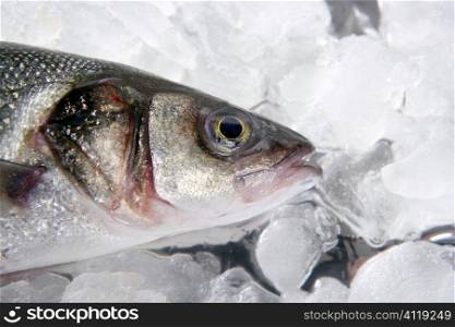 seabass fish on ice